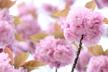 八重桜の花