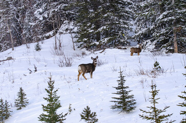 Two Deer Far Apart Near a Forest