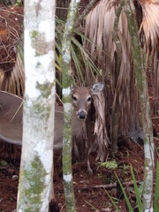 Deer in the woods