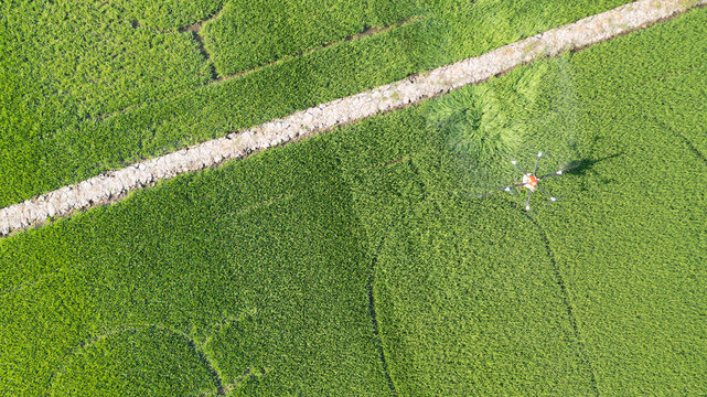 Agriculture drone fly to spray fertilizer on the rice fields
