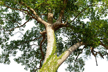 A low angle shot of a tree with green leaves under isolated  on white background,  with clipping path.