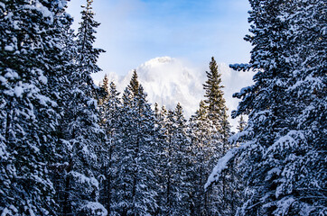 Snow in Trees in Winter