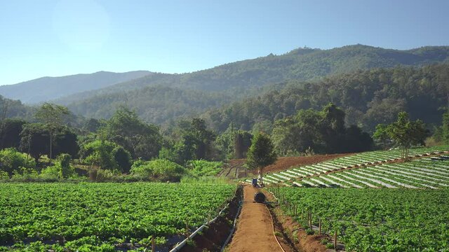 Strawberry farm against mountain scape background.