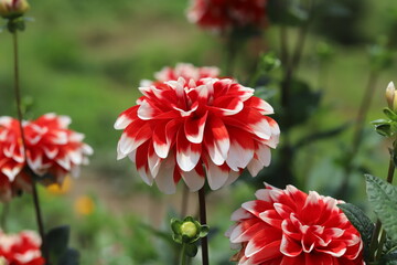 初夏の庭に咲く白と赤の複色のダリアの花