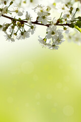 Spring floral background, natural design. Blooming cherry, white flowers, summer nature. Greenery, ecology.