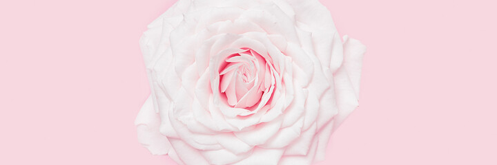 White pink rose flower close up on pastel color background for romantic holidays congratulations.  Natural tender bloom rose, pale pink flowery wide banner Soft focus style image.