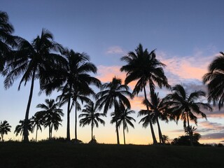 Fototapeta na wymiar Lots of Palms with Sunset