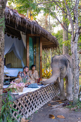 The elephant in the jungle sanctuary, Elephant farm in the mountains jungle couple visit elephant...