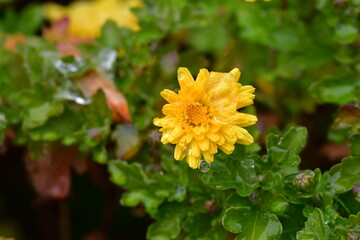 추워도 꽃은 웃는다 