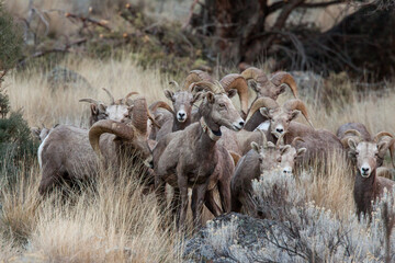 herd of bighorn sheep grouped together