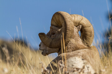 bighorn ram chewing cud with sky background