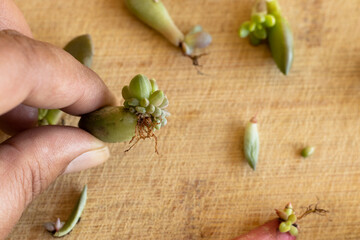 Holding a single succulent leaf successfully propagated