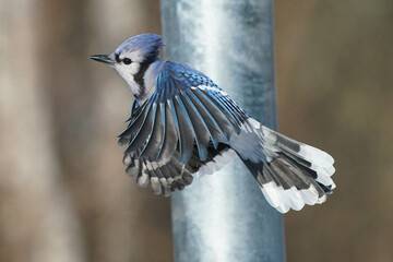 Fototapeta premium Blue Jays fighting and flapping around tray feeder fighting to get their share on bright sunny winter day