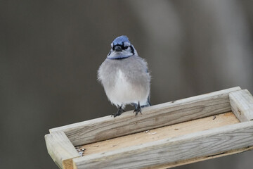 Blue Jays fighting and flapping around tray feeder fighting to get their share on bright sunny winter day
