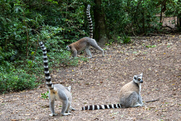 Fototapeta premium A ring-tailed lemur