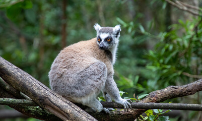 A ring-tailed lemur
