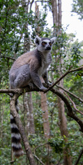 A ring-tailed lemur