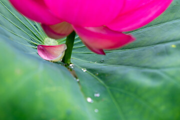 花びらひとひら