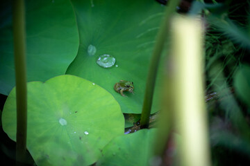 蓮の葉とカエル