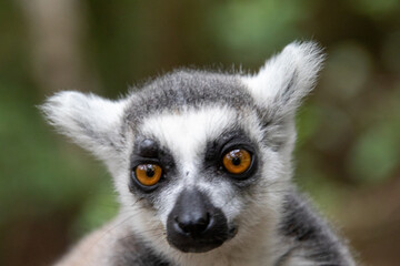 Fototapeta premium A ring-tailed lemur