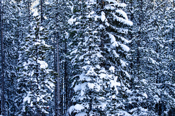 Fallen Snow on Spruce