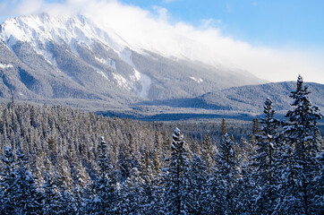 Trees Growing Up a Mountain in Winter