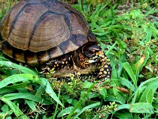 bright colored turtle