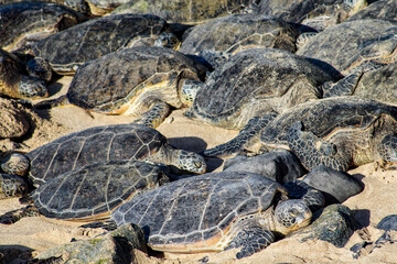 turtles in the sun
