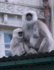 portrait of a long macaque 
