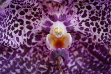 close up of Weird purple orchid flower