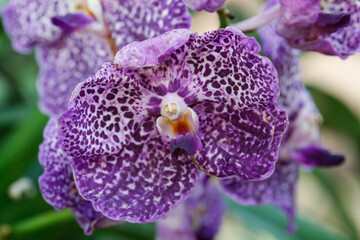close up of Weird purple orchid flower