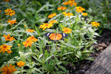 Butterfly fly in orange flower garden