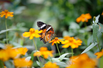 Butterfly sucking nectar from orange flower