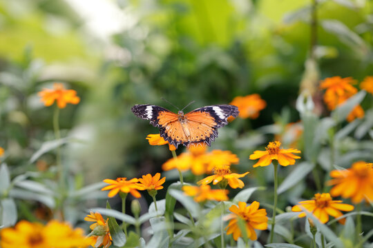 Butterfly fly to sky from orange flower garden