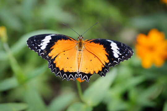 Orange butterfly fly with broken wings in garden