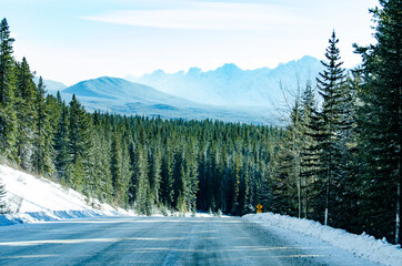 Road into the Forest in Winter