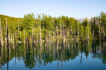 水面に映る雑木林　美瑛町
