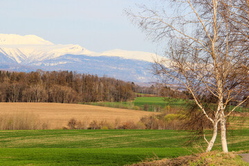春の雪山と白樺
