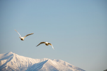 青空を飛ぶ白鳥と雪山の山頂
