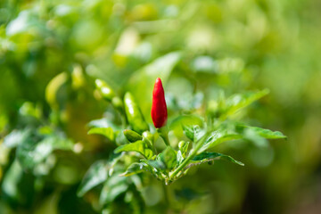 paprika bitter fresh in the garden close up