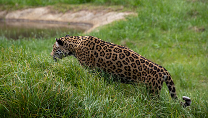 A jaguar isolated at the Jukani Wildlife Sanctuary on the Garden Route in the Western Cape province of South Africa