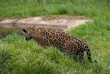 A jaguar isolated at the Jukani Wildlife Sanctuary on the Garden Route in the Western Cape province of South Africa