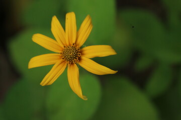 yellow flower closeup