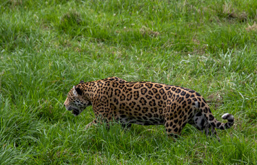 A jaguar isolated at the Jukani Wildlife Sanctuary on the Garden Route in the Western Cape province of South Africa