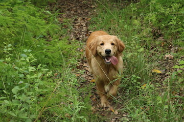 golden retriever puppy