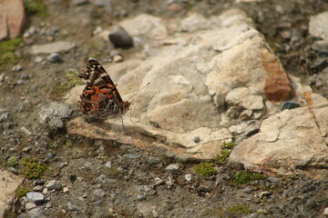 butterfly on the ground