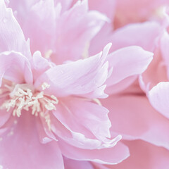 Fototapeta na wymiar Soft focus, abstract floral background, pale pink peony flower petals