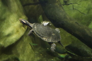 Obraz premium turtle in the water