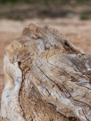 The background of an old cracked tree is a selective focus in the foreground. Abstract natural background in brown tones.