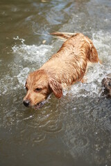 golden retriever in water